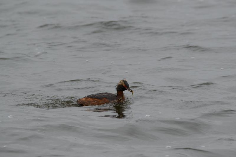  20160702-PB8_8962.JPG </br ><small> 2016-07-02 18:14</br >NIKON D800 + TAMRON SP AF 150-600mm F5-6.3 VC USD A011N<br /> 500mm 1/640s f/8 ISO 640</small>