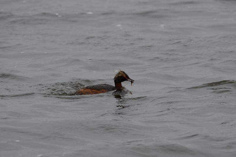  20160702-PB8_8964.JPG </br ><small> 2016-07-02 18:14</br >NIKON D800 + TAMRON SP AF 150-600mm F5-6.3 VC USD A011N<br /> 500mm 1/640s f/8 ISO 560</small>