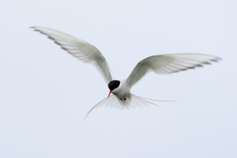  20160702-PB8_9048.JPG </br ><small> 2016-07-02 19:18</br >NIKON D800 + TAMRON SP AF 150-600mm F5-6.3 VC USD A011N<br /> 460mm 1/640s f/8 ISO 320</small>