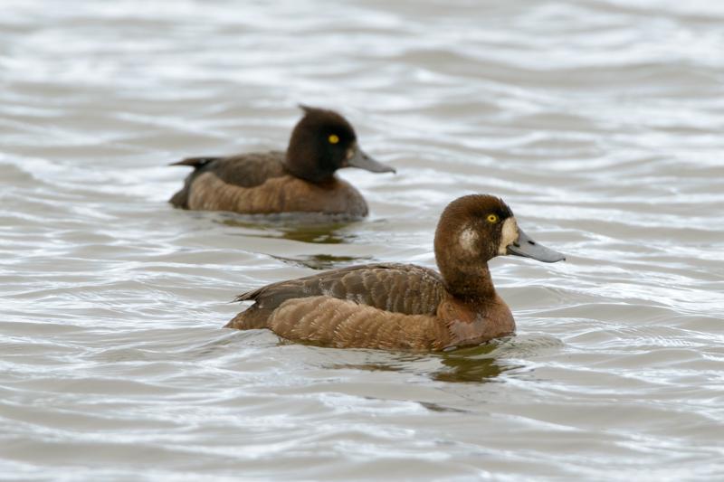  20160702-PB8_9071.JPG </br ><small> 2016-07-02 19:26</br >NIKON D800 + TAMRON SP AF 150-600mm F5-6.3 VC USD A011N<br /> 550mm 1/640s f/8 ISO 800</small>