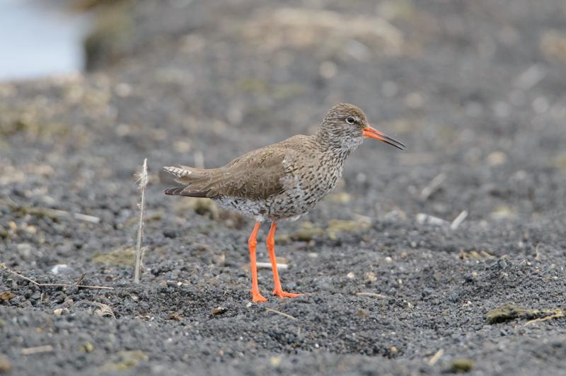  20160702-PB8_9228.JPG </br ><small> 2016-07-02 19:40</br >NIKON D800 + TAMRON SP AF 150-600mm F5-6.3 VC USD A011N<br /> 550mm 1/640s f/8 ISO 2000</small>