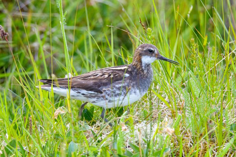  20160702-PB8_9285.JPG </br ><small> 2016-07-02 19:43</br >NIKON D800 + TAMRON SP AF 150-600mm F5-6.3 VC USD A011N<br /> 420mm 1/640s f/8 ISO 2000</small>