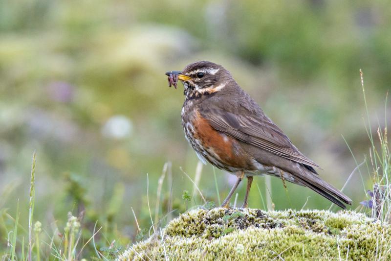  20160702-PB8_9302.JPG </br ><small> 2016-07-02 21:47</br >NIKON D800 + TAMRON SP AF 150-600mm F5-6.3 VC USD A011N<br /> 500mm 1/640s f/8 ISO 1250</small>