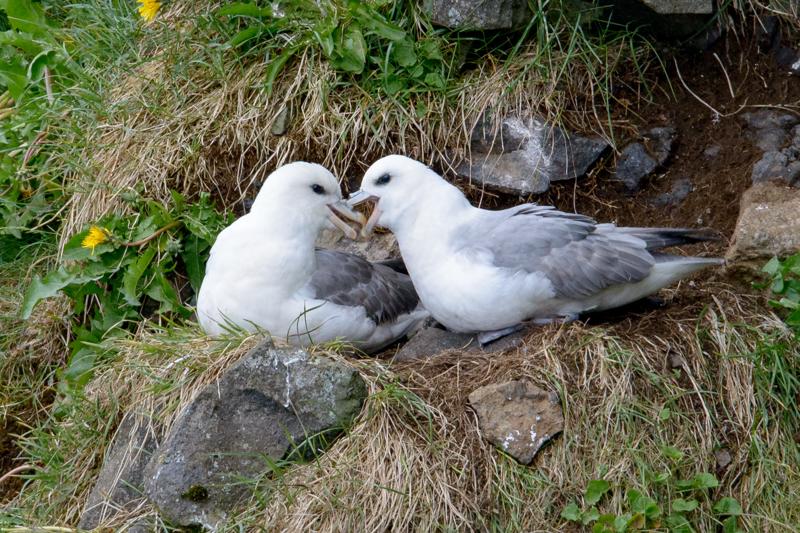  20160704-PB8_9457.JPG </br ><small> 2016-07-04 13:26</br >NIKON D800 + TAMRON SP AF 150-600mm F5-6.3 VC USD A011N<br /> 500mm 1/250s f/8 ISO 1100</small>