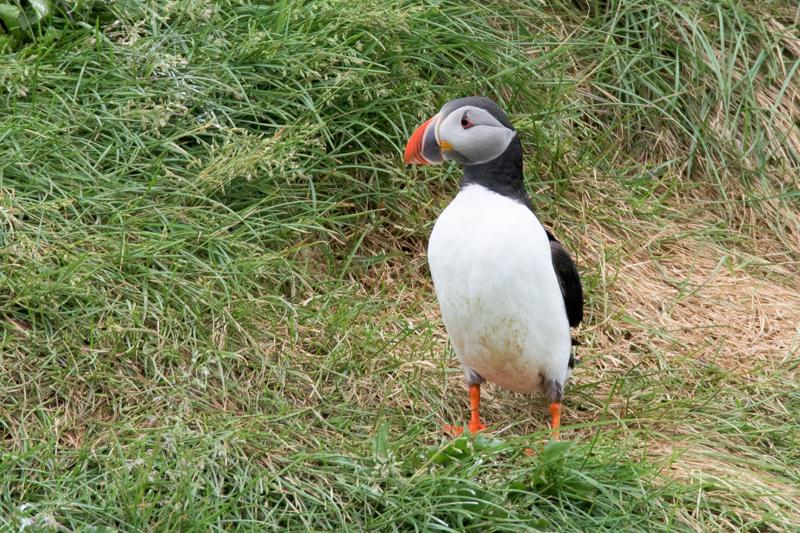  20160704-PB8_9496.JPG </br ><small> 2016-07-04 14:18</br >NIKON D800 + TAMRON SP AF 150-600mm F5-6.3 VC USD A011N<br /> 600mm 1/500s f/9 ISO 1800</small>