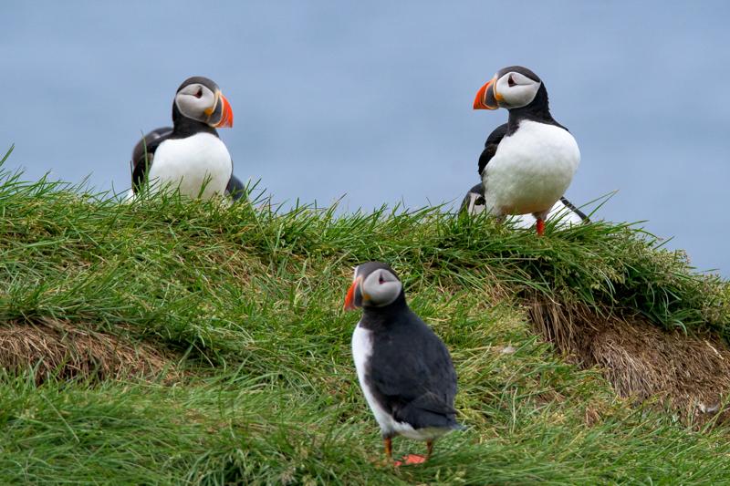  20160704-PB8_9511.JPG </br ><small> 2016-07-04 14:19</br >NIKON D800 + TAMRON SP AF 150-600mm F5-6.3 VC USD A011N<br /> 500mm 1/500s f/8 ISO 720</small>