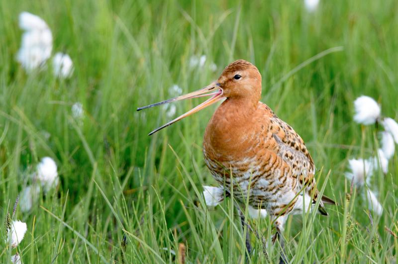  20160704-PB8_9696.JPG </br ><small> 2016-07-04 19:10</br >NIKON D800 + TAMRON SP AF 150-600mm F5-6.3 VC USD A011N<br /> 420mm 1/320s f/9 ISO 1000</small>