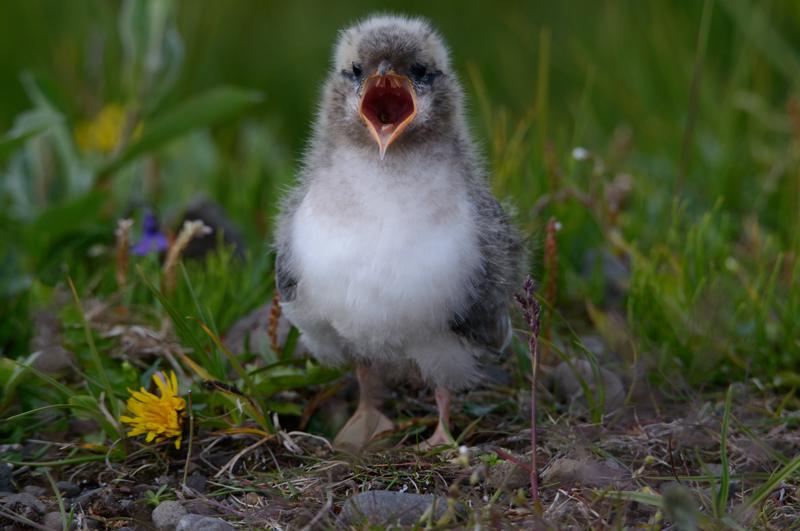  20160704-PB8_9711.JPG </br ><small> 2016-07-04 19:12</br >NIKON D800 + TAMRON SP AF 150-600mm F5-6.3 VC USD A011N<br /> 450mm 1/640s f/8 ISO 560</small>