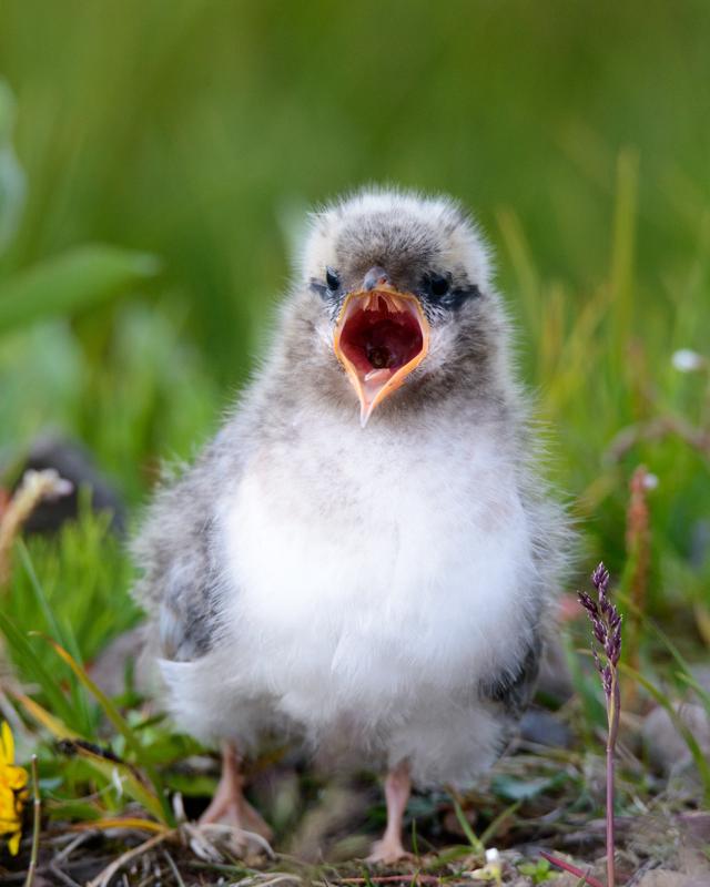  20160704-PB8_9715.JPG </br ><small> 2016-07-04 19:12</br >NIKON D800 + TAMRON SP AF 150-600mm F5-6.3 VC USD A011N<br /> 450mm 1/640s f/8 ISO 640</small>