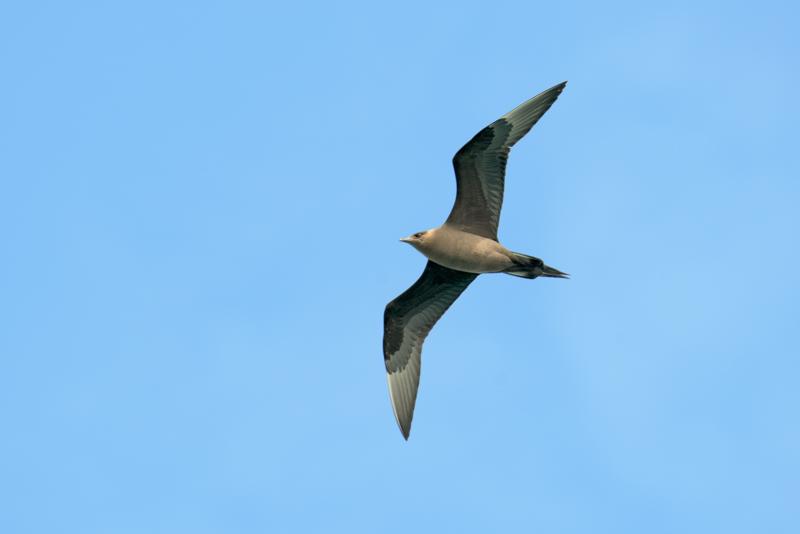  20160707-PB8_0156.JPG </br ><small> 2016-07-07 11:16</br >NIKON D800 + TAMRON SP AF 150-600mm F5-6.3 VC USD A011N<br /> 500mm 1/640s f/8 ISO 450</small>