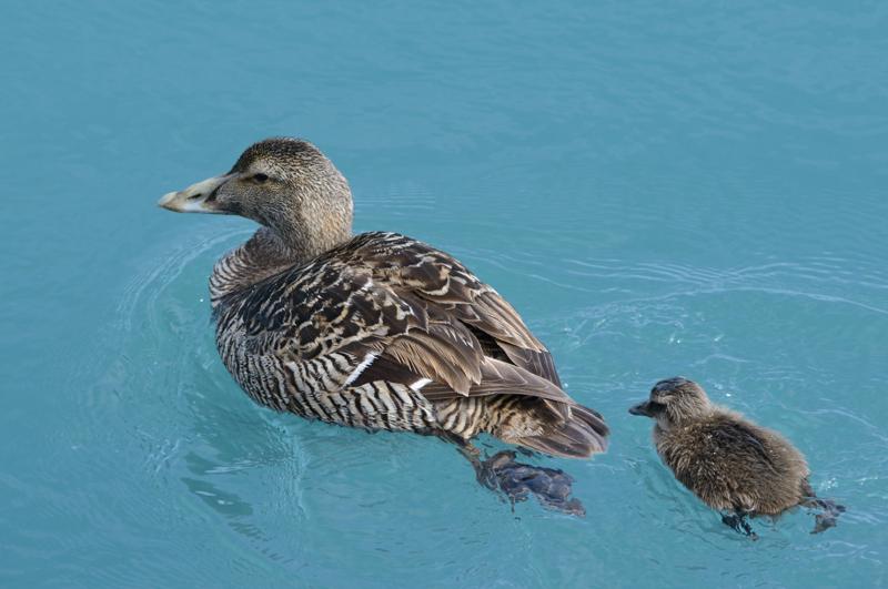  20160707-PB8_0198.JPG </br ><small> 2016-07-07 11:38</br >NIKON D800 + TAMRON SP AF 150-600mm F5-6.3 VC USD A011N<br /> 420mm 1/640s f/8 ISO 560</small>