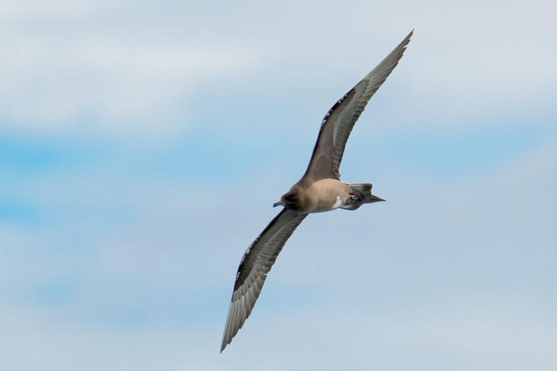  20160707-PB8_0302.JPG </br ><small> 2016-07-07 11:58</br >NIKON D800 + TAMRON SP AF 150-600mm F5-6.3 VC USD A011N<br /> 500mm 1/1000s f/8 ISO 140</small>