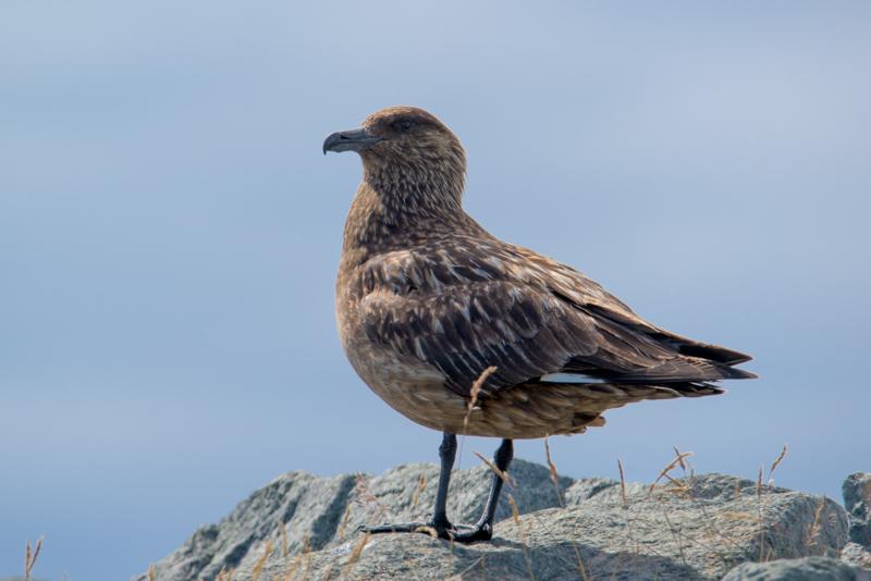  20160707-PB8_0358.JPG </br ><small> 2016-07-07 12:05</br >NIKON D800 + TAMRON SP AF 150-600mm F5-6.3 VC USD A011N<br /> 500mm 1/640s f/9 ISO 160</small>