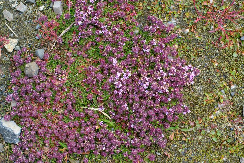  20160708-PB8_0497.JPG </br ><small> 2016-07-08 10:56</br >NIKON D800 + 50.0 mm f/1.4<br /> 50mm 1/160s f/8 ISO 220</small>