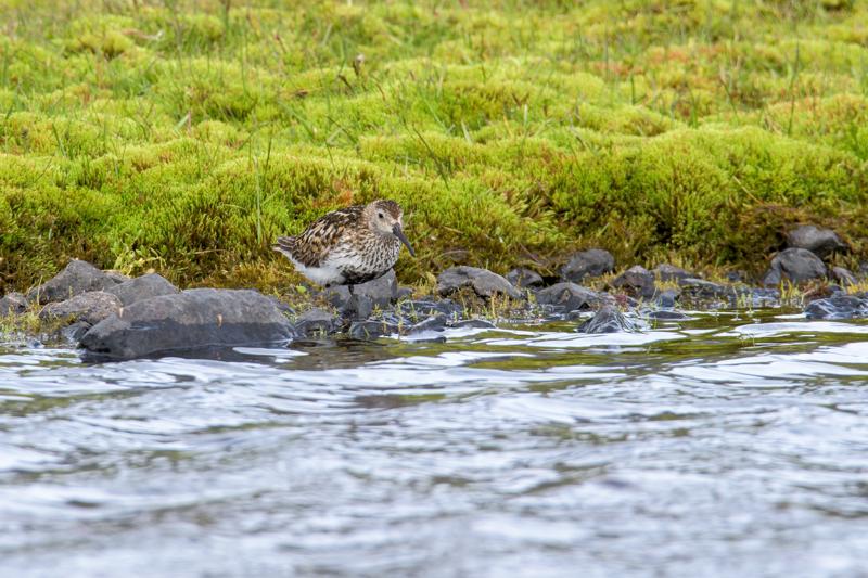  20160708-PB8_0507.JPG </br ><small> 2016-07-08 11:10</br >NIKON D800 + TAMRON SP AF 150-600mm F5-6.3 VC USD A011N<br /> 500mm 1/160s f/8 ISO 110</small>