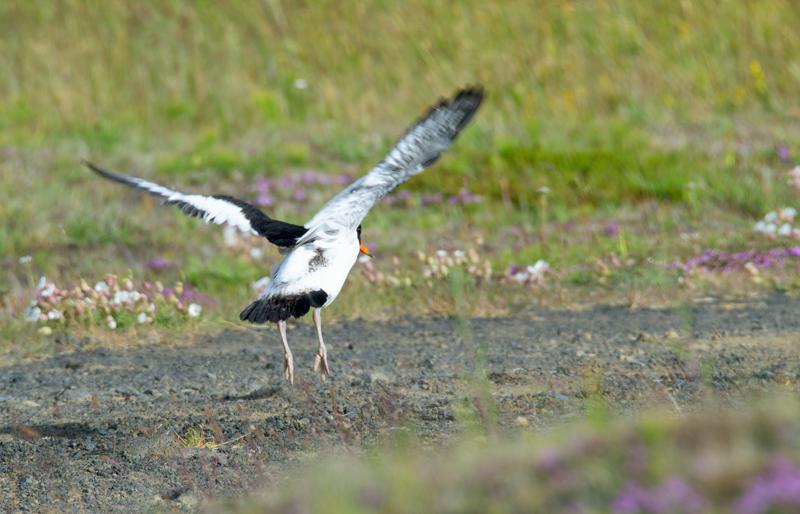  20160710-PB8_0818.JPG </br ><small> 2016-07-10 08:48</br >NIKON D800 + TAMRON SP AF 150-600mm F5-6.3 VC USD A011N<br /> 500mm 1/640s f/8 ISO 400</small>