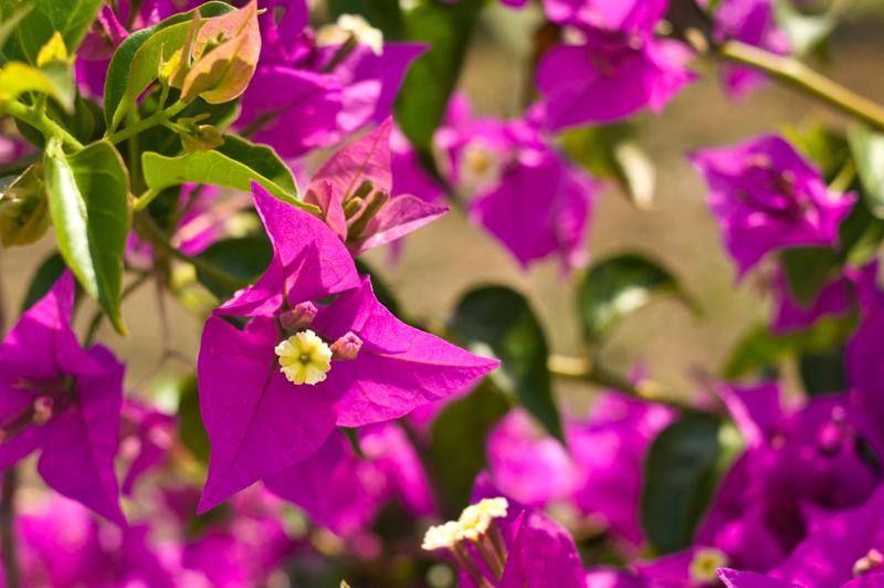  D3C_1699.jpg </br ><small> 2008-06-29 11:02</br >NIKON D300 35mm 1/320s f/4.5 ISO 100</small>