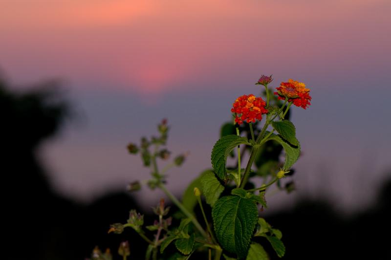  D3C_1803.jpg </br ><small> 2008-06-30 20:23</br >NIKON D300 105mm 1/250s f/5 ISO 400</small>