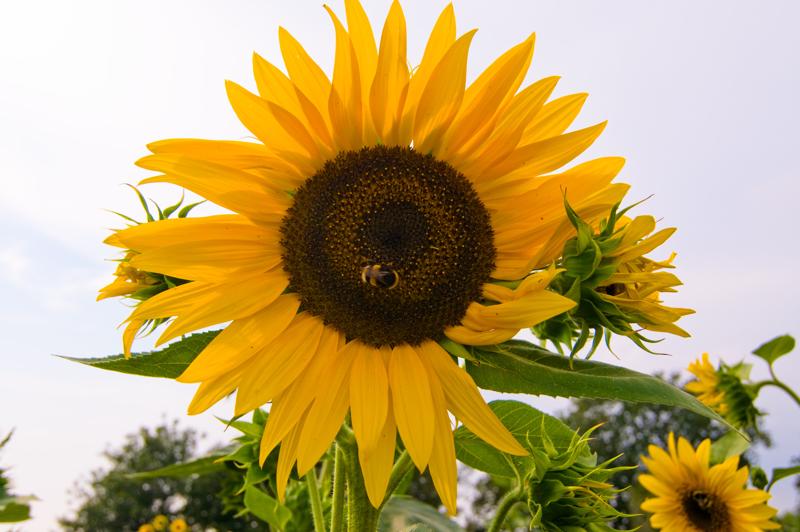  D3C_1820.jpg </br ><small> 2008-07-01 16:55</br >NIKON D300 22mm 1/500s f/8 ISO 200</small>