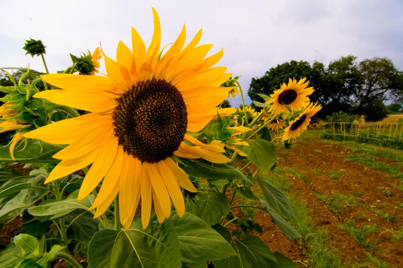  D3C_1825.jpg </br ><small> 2008-07-01 16:58</br >NIKON D300 12mm 1/200s f/11 ISO 200</small>