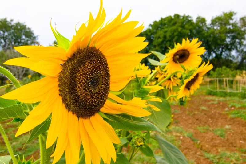  D3C_1826.jpg </br ><small> 2008-07-01 16:58</br >NIKON D300 24mm 1/125s f/11 ISO 200</small>