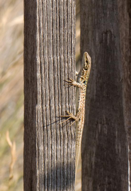  D3C_1860.jpg </br ><small> 2008-07-01 18:27</br >NIKON D300 105mm 1/100s f/9 ISO 100</small>