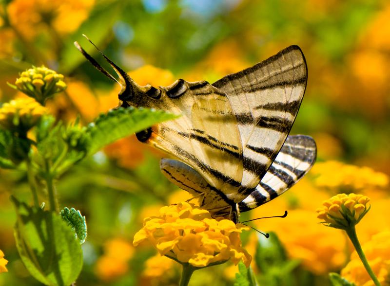  D3C_1907.jpg </br ><small> 2008-07-02 13:16</br >NIKON D300 105mm 1/500s f/9 ISO 200</small>