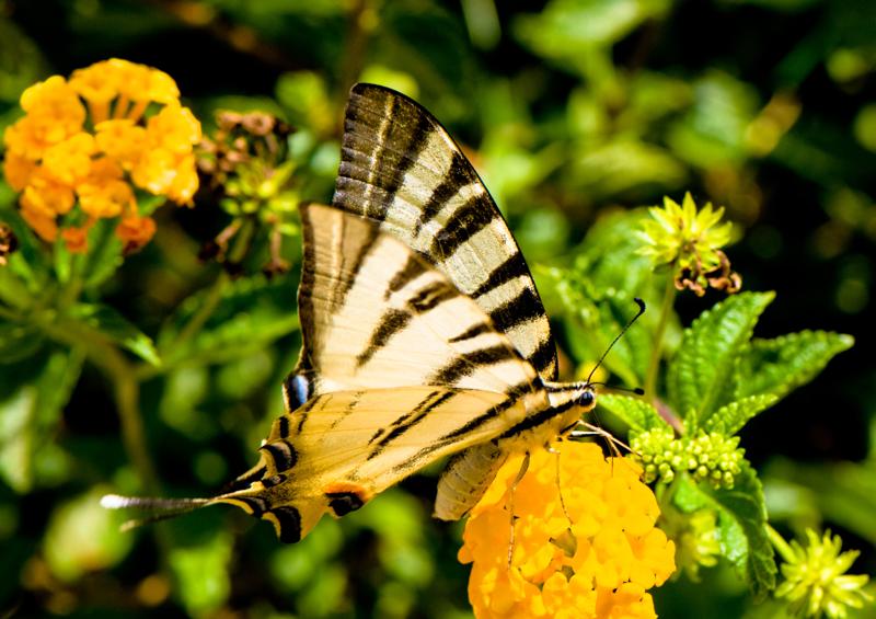  D3C_1917.jpg </br ><small> 2008-07-02 13:20</br >NIKON D300 105mm 1/500s f/8 ISO 200</small>