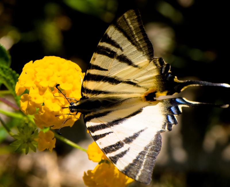  D3C_1921.jpg </br ><small> 2008-07-02 13:21</br >NIKON D300 105mm 1/640s f/8 ISO 200</small>