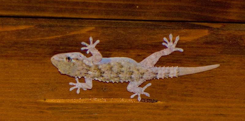  D3C_2005.jpg </br ><small> 2008-07-02 20:54</br >NIKON D300 105mm 1/30s f/4 ISO 1600</small>