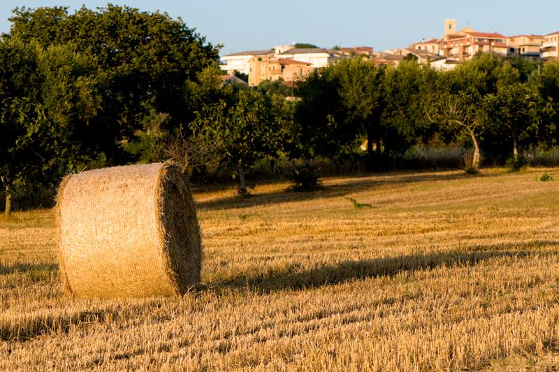  D3C_2121.jpg </br ><small> 2008-07-03 19:49</br >NIKON D300 105mm 1/400s f/5.6 ISO 200</small>