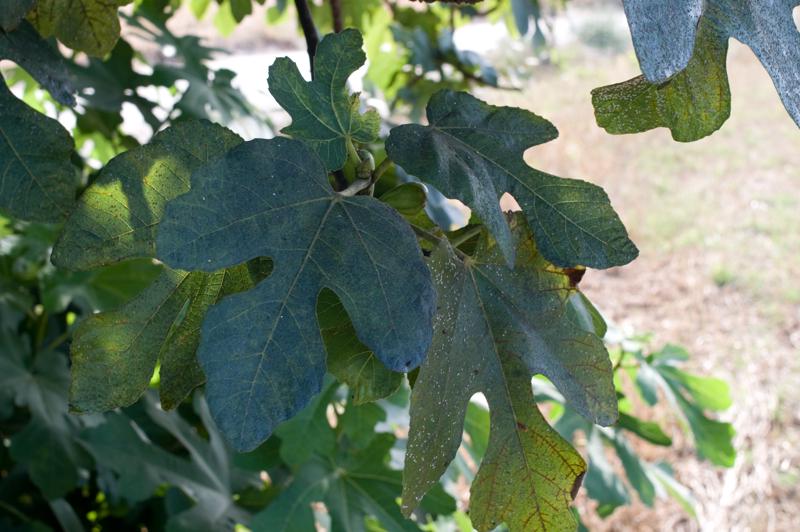  D3C_2260.jpg </br ><small> 2008-07-04 18:00</br >NIKON D300 35mm 1/80s f/8 ISO 200</small>