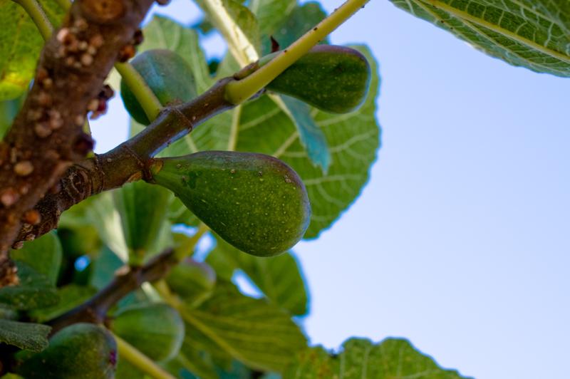  D3C_2265.jpg </br ><small> 2008-07-04 18:01</br >NIKON D300 35mm 1/125s f/8 ISO 200</small>