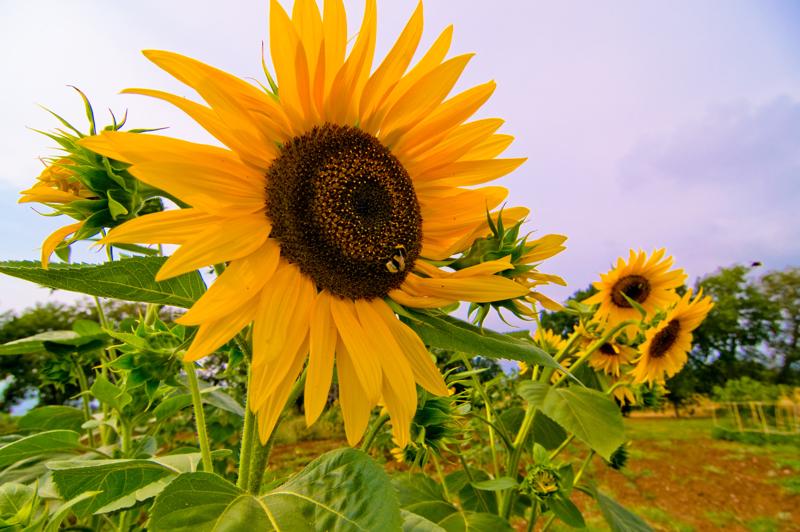  D3C_1821.jpg </br ><small> 2008-07-01 16:55</br >NIKON D300 12mm 1/640s f/8 ISO 200</small>