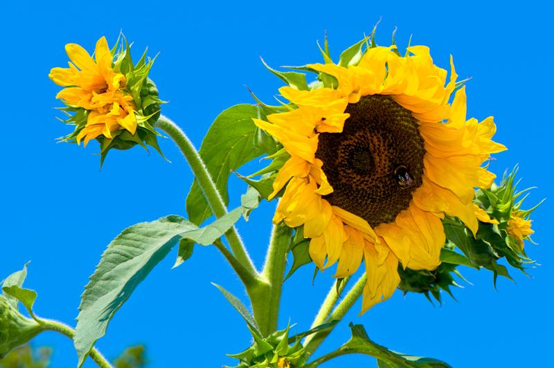  D3C_1901.jpg </br ><small> 2008-07-02 13:13</br >NIKON D300 105mm 1/250s f/13 ISO 200</small>