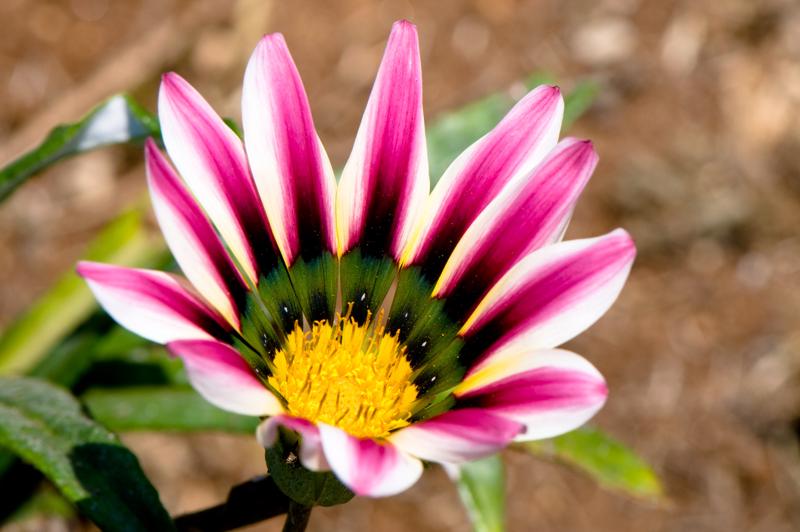  D3C_1929.jpg </br ><small> 2008-07-02 13:26</br >NIKON D300 105mm 1/320s f/11 ISO 200</small>