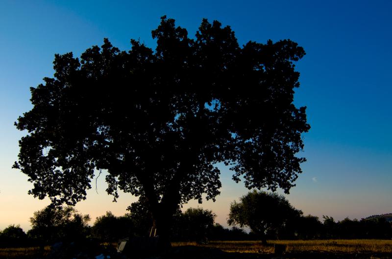  D3C_2108.jpg </br ><small> 2008-07-03 19:41</br >NIKON D300 20mm 1/1000s f/5.6 ISO 200</small>