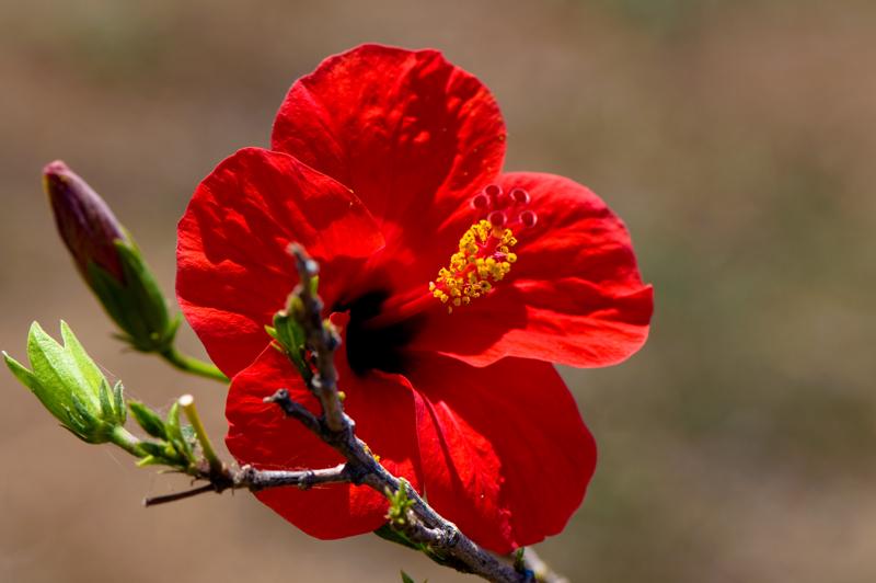  D3C_2147.jpg </br ><small> 2008-07-04 12:04</br >NIKON D300 105mm 1/400s f/5.6 ISO 100</small>