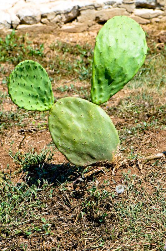  D3C_2158.jpg </br ><small> 2008-07-04 12:10</br >NIKON D300 105mm 1/250s f/10 ISO 200</small>