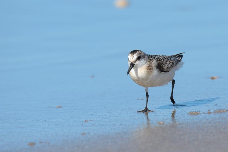  20160905-PB5_0135.JPG </br ><small> 2016-09-05 14:29</br >NIKON D500 + TAMRON SP AF 150-600mm F5-6.3 VC USD A011N<br /> 500mm 1/1000s f/7.1 ISO 160</small>