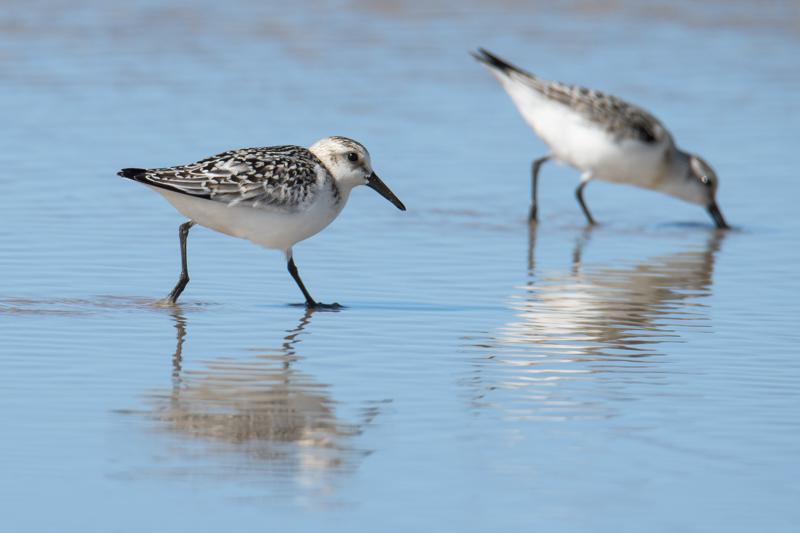  20160905-PB5_0167.JPG </br ><small> 2016-09-05 14:47</br >NIKON D500 + TAMRON SP AF 150-600mm F5-6.3 VC USD A011N<br /> 600mm 1/1000s f/8 ISO 250</small>