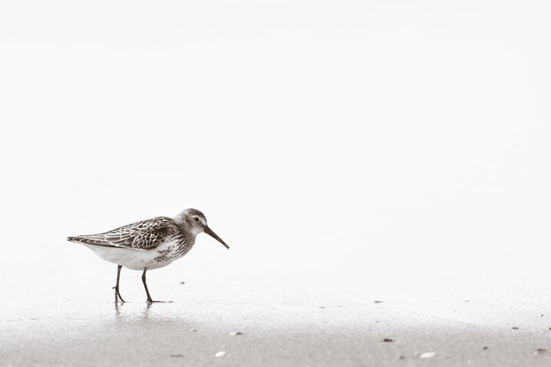  20160905-PB5_0225-2.JPG </br ><small> 2016-09-05 14:53</br >NIKON D500 + TAMRON SP AF 150-600mm F5-6.3 VC USD A011N<br /> 500mm 1/1000s f/8 ISO 200</small>