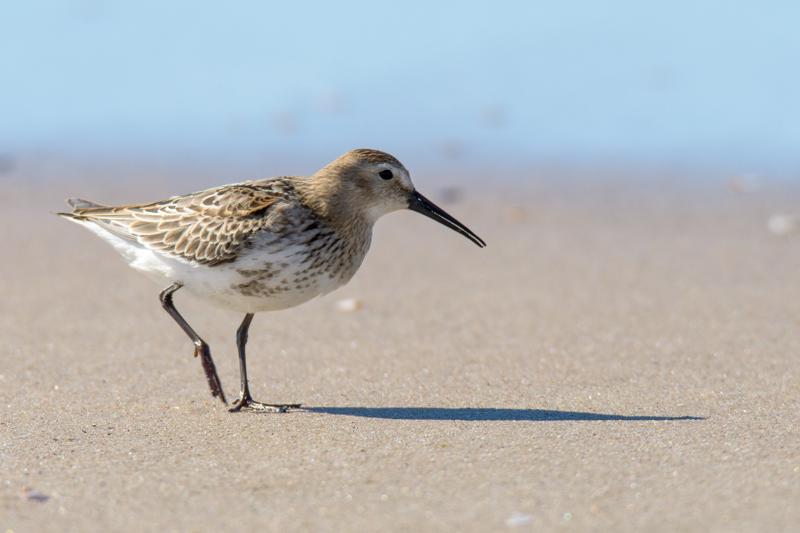  20160905-PB5_0317.JPG </br ><small> 2016-09-05 14:57</br >NIKON D500 + TAMRON SP AF 150-600mm F5-6.3 VC USD A011N<br /> 550mm 1/1000s f/8 ISO 280</small>