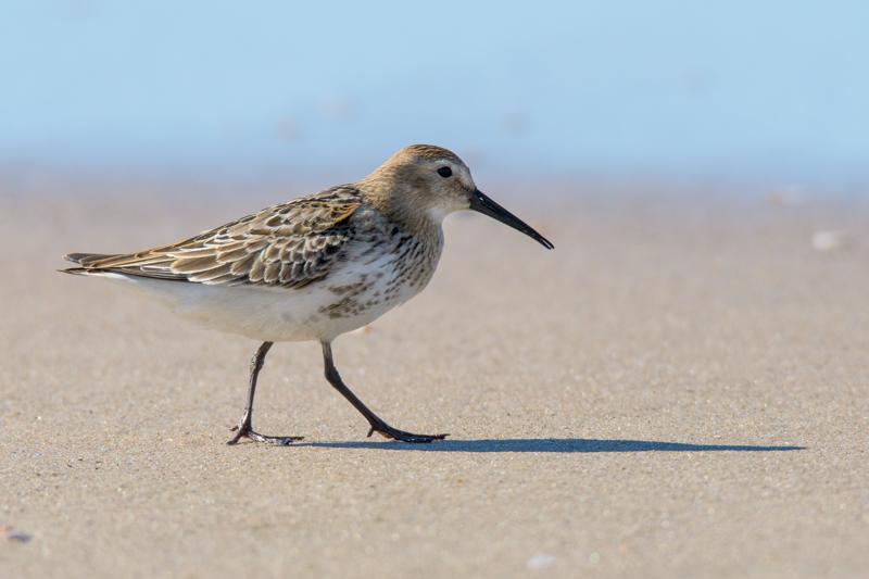  20160905-PB5_0318.JPG </br ><small> 2016-09-05 14:57</br >NIKON D500 + TAMRON SP AF 150-600mm F5-6.3 VC USD A011N<br /> 550mm 1/1000s f/8 ISO 280</small>