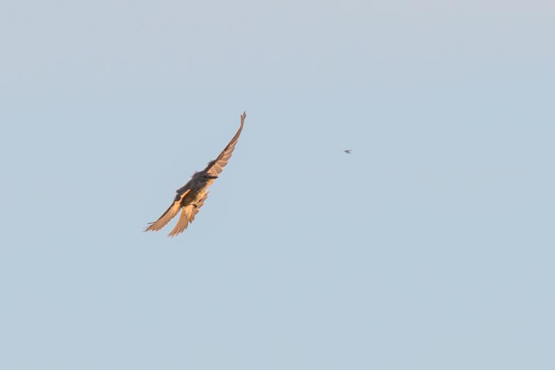  20160905-PB5_0346.JPG </br ><small> 2016-09-05 19:23</br >NIKON D500 + TAMRON SP AF 150-600mm F5-6.3 VC USD A011N<br /> 600mm 1/1000s f/8 ISO 900</small>