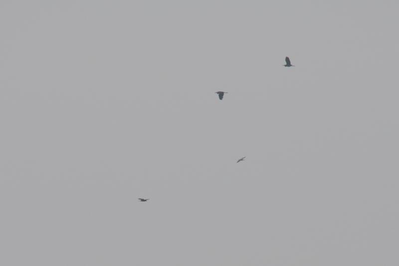  20160907-PB5_0480.JPG </br ><small> 2016-09-07 11:29</br >NIKON D500 + TAMRON SP AF 150-600mm F5-6.3 VC USD A011N<br /> 600mm 1/1000s f/8 ISO 320</small>