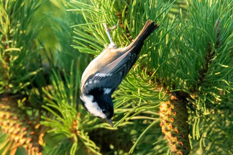  20160908-PB5_0497.JPG </br ><small> 2016-09-08 07:40</br >NIKON D500 + TAMRON SP AF 150-600mm F5-6.3 VC USD A011N<br /> 550mm 1/1000s f/8 ISO 11400</small>