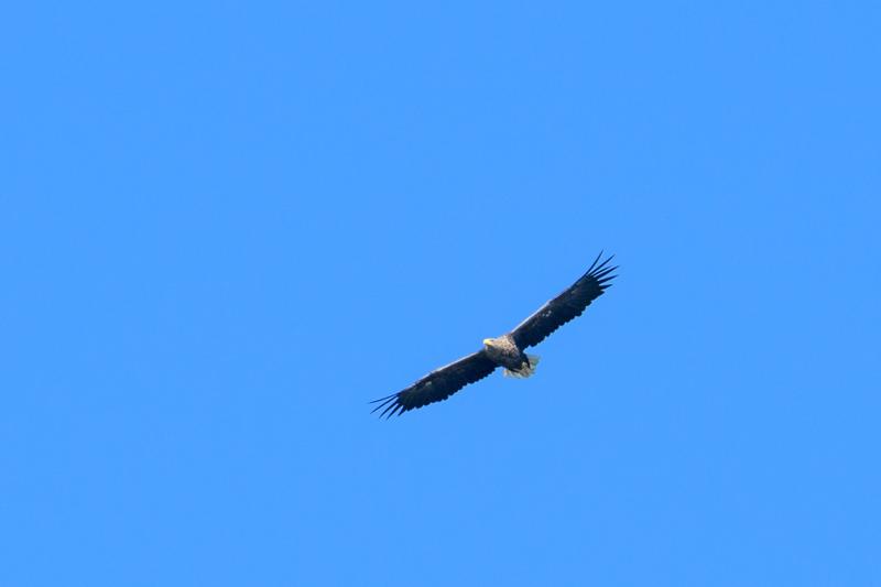  20160908-PB5_0531.JPG </br ><small> 2016-09-08 12:25</br >NIKON D500 + TAMRON SP AF 150-600mm F5-6.3 VC USD A011N<br /> 550mm 1/1000s f/8 ISO 220</small>