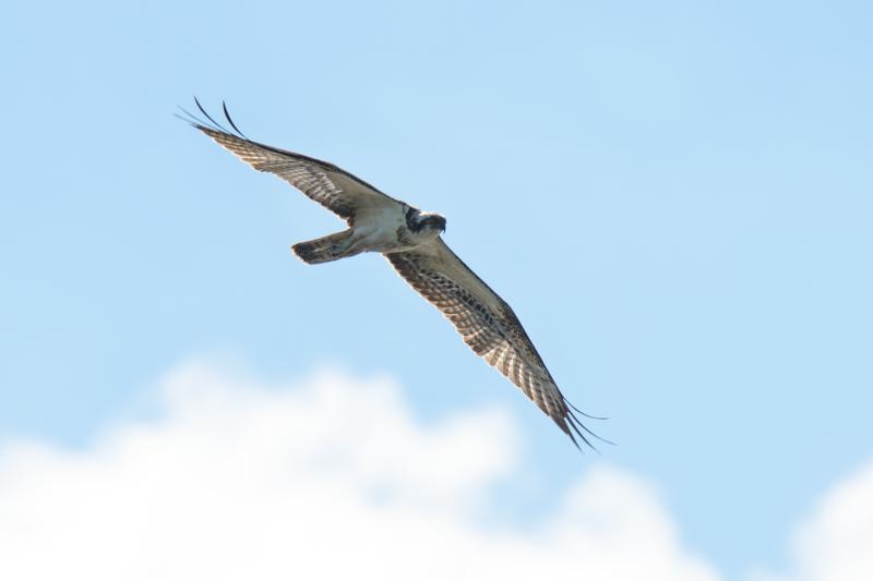  20160909-PB5_0670.JPG </br ><small> 2016-09-09 12:22</br >NIKON D500 + TAMRON SP AF 150-600mm F5-6.3 VC USD A011N<br /> 500mm 1/800s f/8 ISO 100</small>