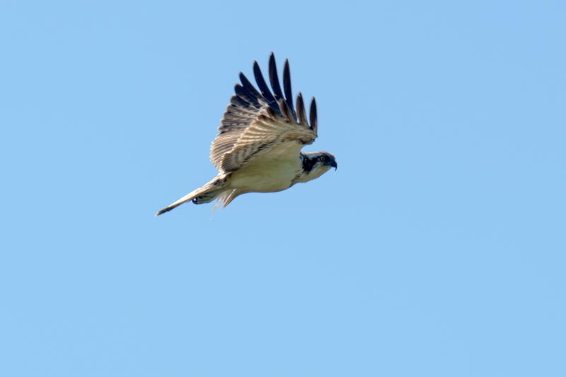  20160909-PB5_0675.JPG </br ><small> 2016-09-09 12:22</br >NIKON D500 + TAMRON SP AF 150-600mm F5-6.3 VC USD A011N<br /> 500mm 1/800s f/8 ISO 100</small>